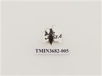 藏品(鞘翅目(2))的圖片